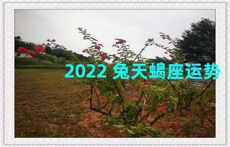 2022 兔天蝎座运势